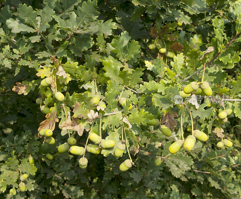 长柄栎(Quercus robur)